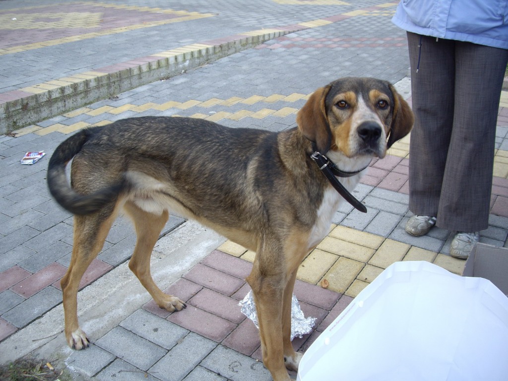 Adoption-IMGP9834