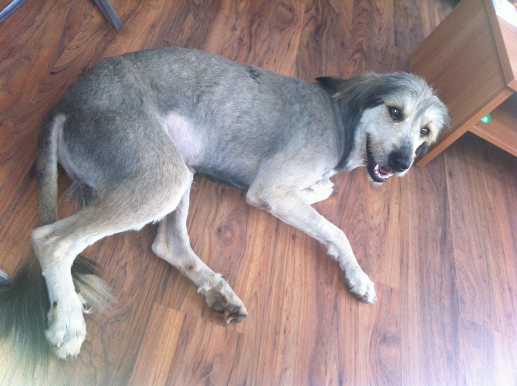 Adoption-Kiki-IMG_6018