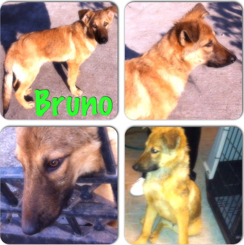 Adopton-KikiF-Bruno-IMG_1300