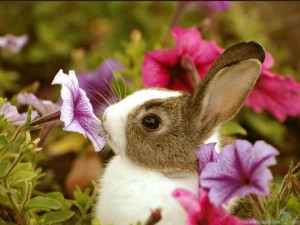 Happy Easter