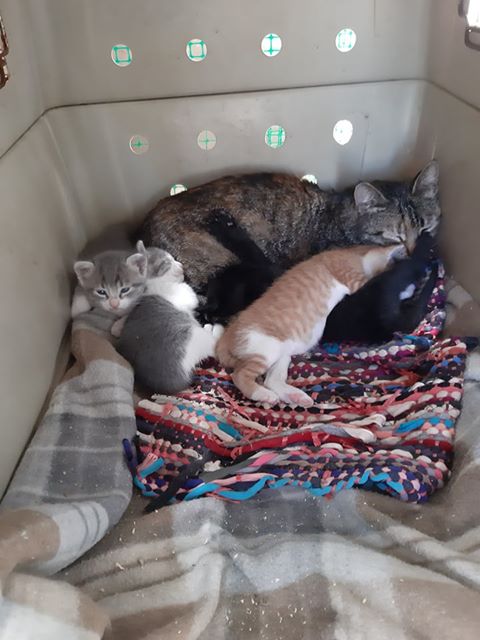 incidents1-mom.n.kitties
