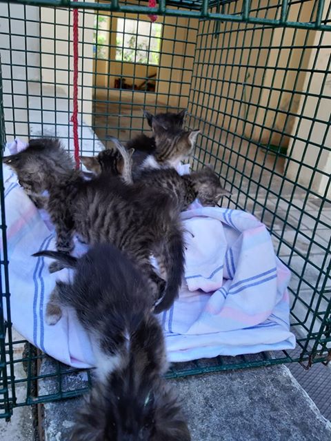 incidents2-kitties