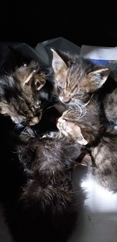incidents3-kitties