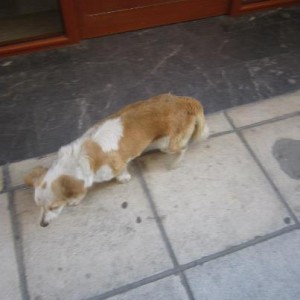 μποτσαρη